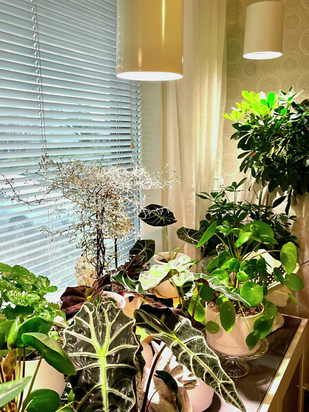 Airam Fiora Botanical luminaire 9.5W 3500K 800lm - Image 4