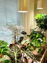 Airam Fiora Botanical luminaire 9.5W 3500K 800lm - Image 4