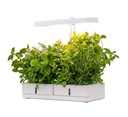 Airam Daisy Plantelys 20W 3500K